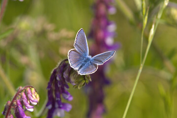 common blue butterfly