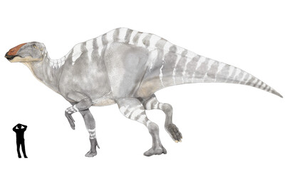 恐竜　シャントンゴサウルス。ハドロサウルス科の大型恐竜であり、鳥盤類最大の草食恐竜のひとつ。図録用に描いたオリジナル手描きイラスト。