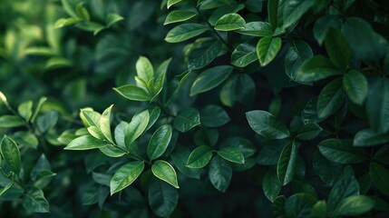 Vibrant Green Leaves in Sunlight - Fresh, Lush Foliage Nature Scene