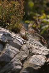 Little plant growing out of a rock