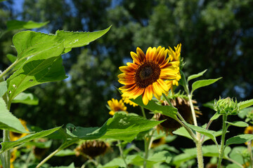 Fototapeta premium ひまわり畑