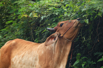 Brahma cow in the field, cow eating grass in the meadow at summer time, Thailand.