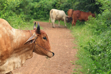 Brahma cow in the field, cow eating grass in the meadow at summer time, Thailand.