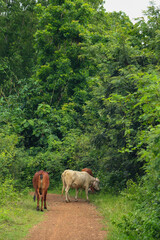 Brahma cow in the field, cow eating grass in the meadow at summer time, Thailand.