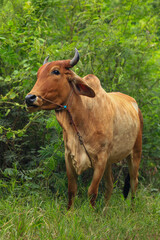 Brahma cow in the field, cow eating grass in the meadow at summer time, Thailand.