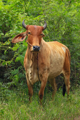 Brahma cow in the field, cow eating grass in the meadow at summer time, Thailand.