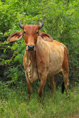 Fototapeta premium Brahma cow in the field, cow eating grass in the meadow at summer time, Thailand.