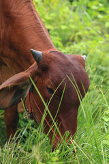 Brahma cow in the field, cow eating grass in the meadow at summer time, Thailand.