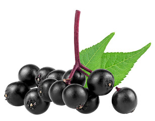 Healing berries of black elderberry and green leaves isolated on a white background. Branch of fresh Sambucus.