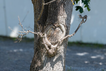Herz im Baum