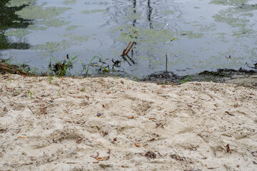 Zanieczyszczona zielonymi glonami nitkowatymi woda przy plaży  © Paweł Kacperek