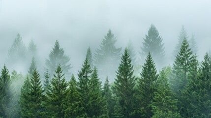 Misty Evergreen Forest
