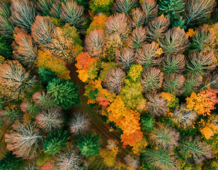 Fototapeta premium Aerial view of autumn forest. Colorful trees. Top view