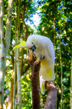 beautifull white kakak tua bird - cockatoo