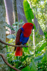 moluccan eclectus who called red parrot from Maluku island