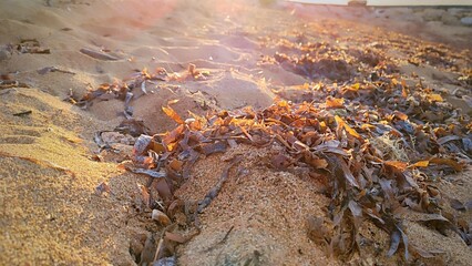 a collection of seaweed carried by the waves to the shore. sea plant