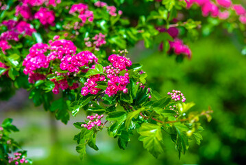  Crataegus Pauls Scarlet blooms in the botanical garden
