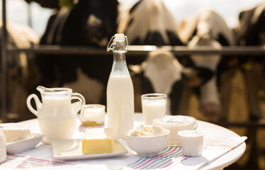 Milk, cottage cheese, cream, cheese on table against background of cows