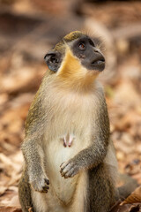 Green monkey (Chlorocebus sabaeus), upright in the wild in Gambia (Africa)