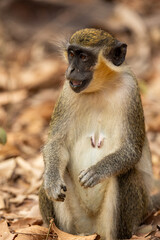 Green monkey (Chlorocebus sabaeus), upright in the wild in Gambia (Africa)