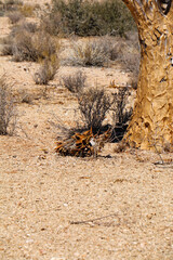 The quiver trees in South Africa