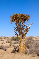 The quiver trees in South Africa