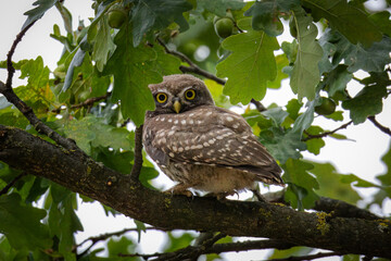 A young little owl sits on the thick branch of an oak tree and looks right toward the camera lens on a summer evening.