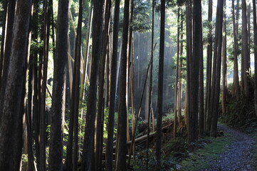 Obraz premium Kumano Kodo pilgrimage hiking trail or footpath or route in the forest with trees, Japan, Asia
