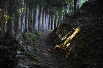 Kumano Kodo pilgrimage hiking trail or footpath or route in the forest with trees, Japan, Asia