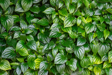 Betel pepper leaf pattern, Wildbetal leafbush wallpaper, green leaf texture background