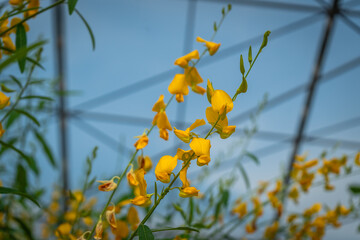 Blooming yellow flower of Sunn Hemp (Crotalaria Juncea)