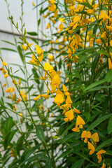 Blooming yellow flower of Sunn Hemp (Crotalaria Juncea)