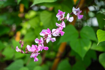 Obraz premium The purple flower of Lablab bean or Hyacinth bean in the vegetable garden