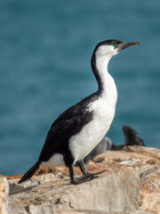 Black-faced Cormorant - Phalacrocorax fuscescens in Australia
