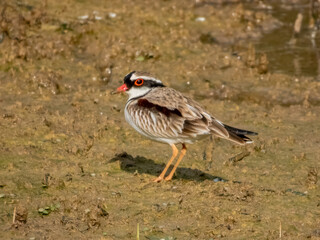 Black-fronted Dotterel - Charadrius melanops in Australia