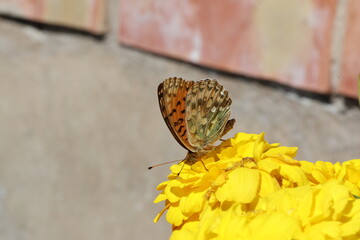 The dark green fritillary (Argynnis aglaja) butterfly on a yellow flower in the garden. 