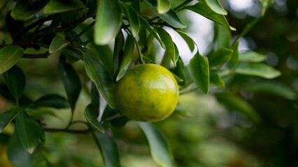 Close-up of a single green orange hanging on a tree branch with lush green leaves in an orange orchard. This image captures the detail and beauty of fresh, organic produce in a natural setting.