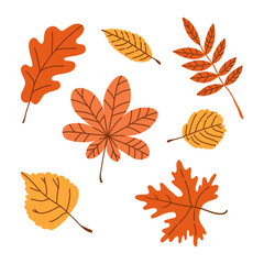 Set of autumn leaves maple, oak, birch, sycamore in various shapes and colors. Textured fall forest elements. Vector hand drawn kit illustration isolated on white background.