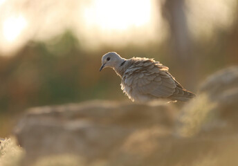 Dove closeup. Dove perching on stone at sunset. Bird background.