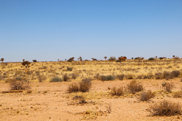The quiver trees in the desert