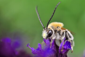 Close-up of a Leafcutter Bee Megachile on a purple flower with a blurred green background