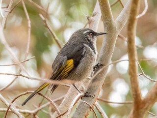 Crescent Honeyeater - Phylidonyris pyrrhopterus in Australia