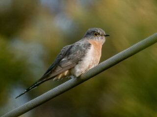 Fan-tailed Cuckoo - Cacomantis flabelliformis in Australia