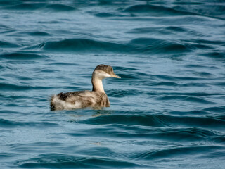 Hoary-headed Grebe - Poliocephalus poliocephalus in Australia