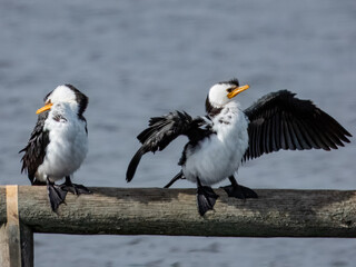 Little Pied Cormorant - Microcarbo melanoleucos in Australia