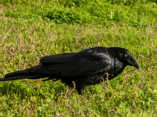 Little Raven - Corvus mellori in Australia