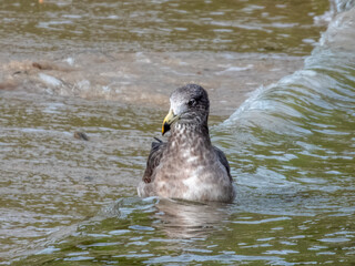 Juvenile Pacific Gull in southern Australia