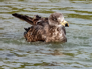 Juvenile Pacific Gull in southern Australia