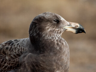Juvenile Pacific Gull in southern Australia