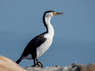 Pied Cormorant sitting on a sea wall in southern Australia